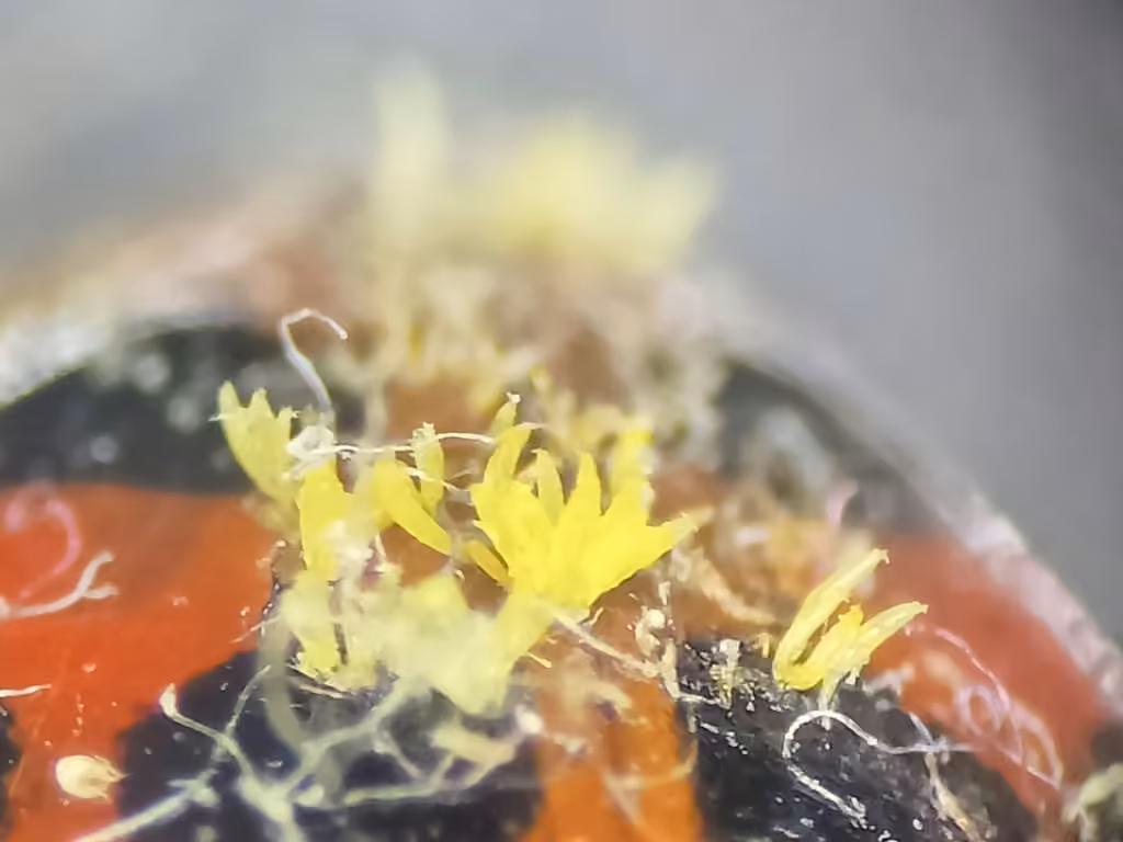 Hesperomyces harmoniae, photo 3 sur 5