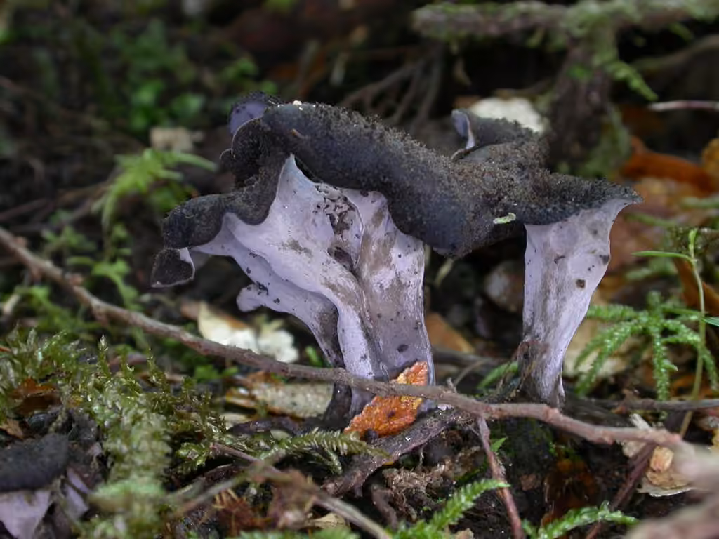 Trompette de la Mort