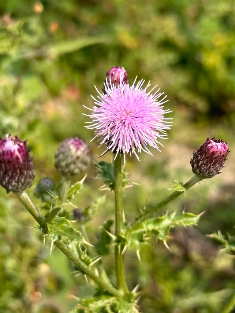 Creeping thistle