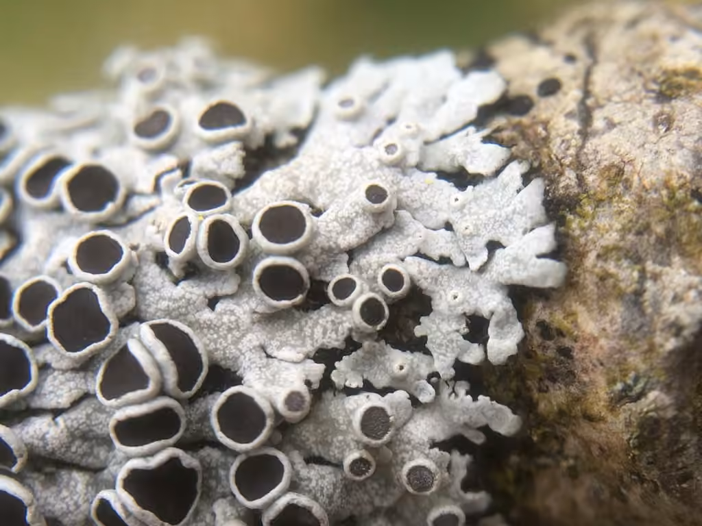 Hoary Rosette Lichen, photo 2 of 5