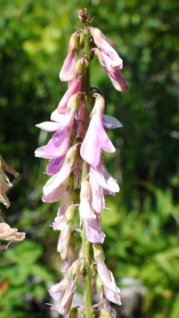 Alpine sweetvetch, In flower