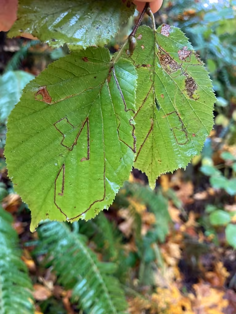 Mineur des feuilles de Noisetier, Mine