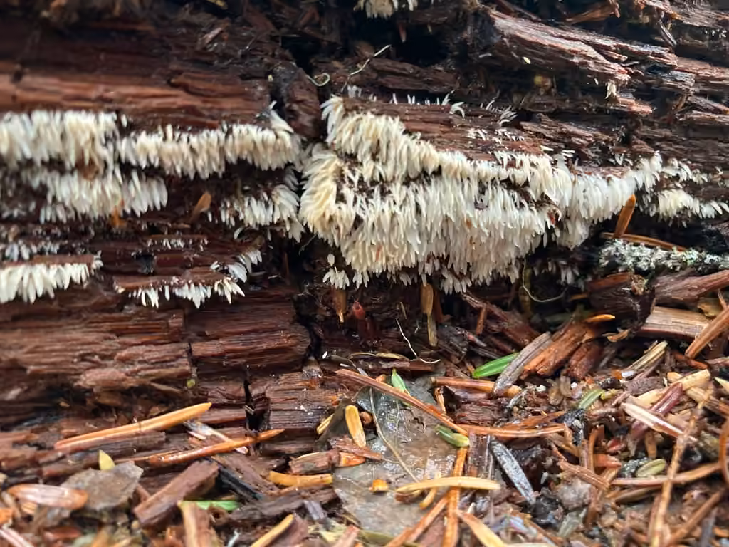 Swarming Spine
