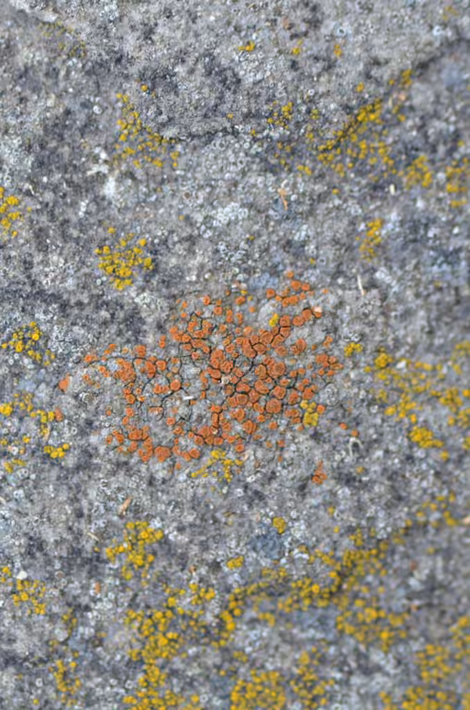 Caloplaque des sables, photo 3 sur 5