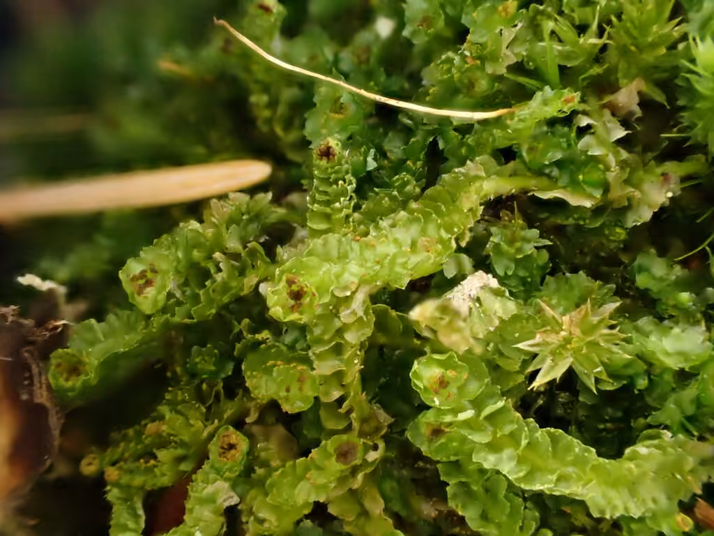 Hatcher's barbilophozia, photo 1 of 5
