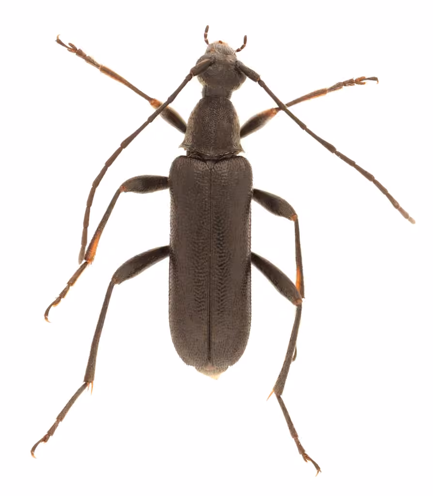 Longicorne argenté, photo 1 sur 5