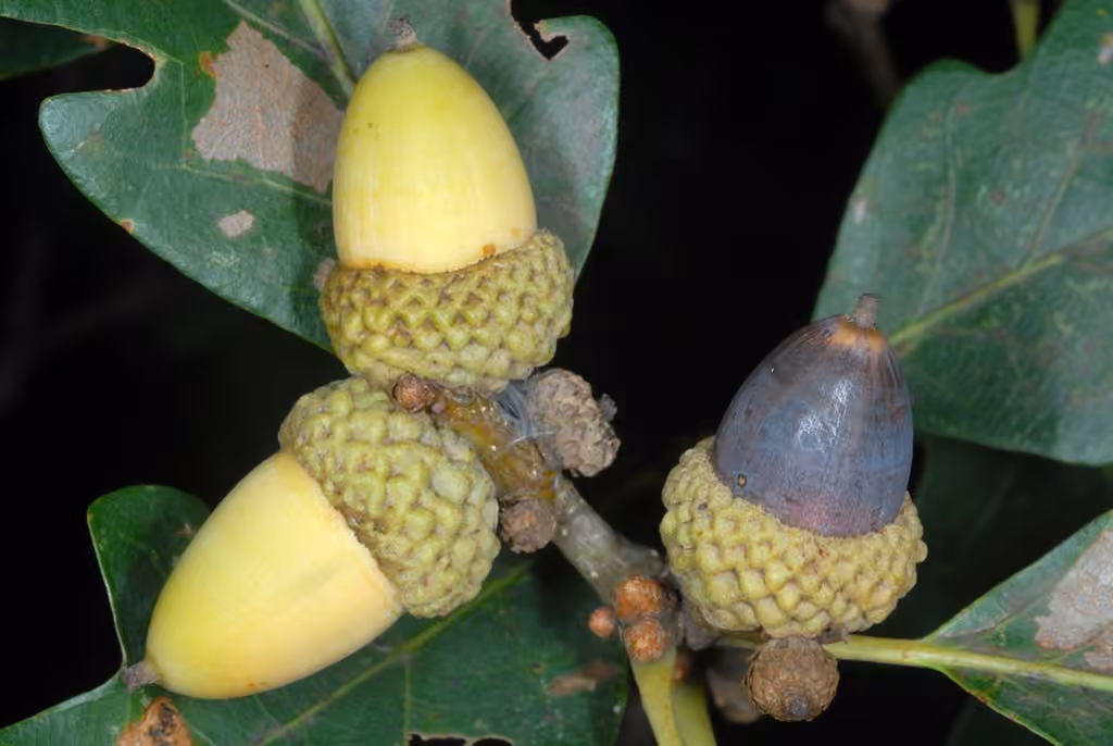 Chêne blanc, En fruits