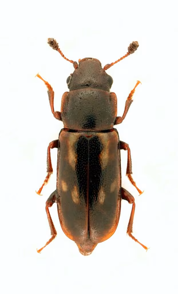 Striped Sap Beetle