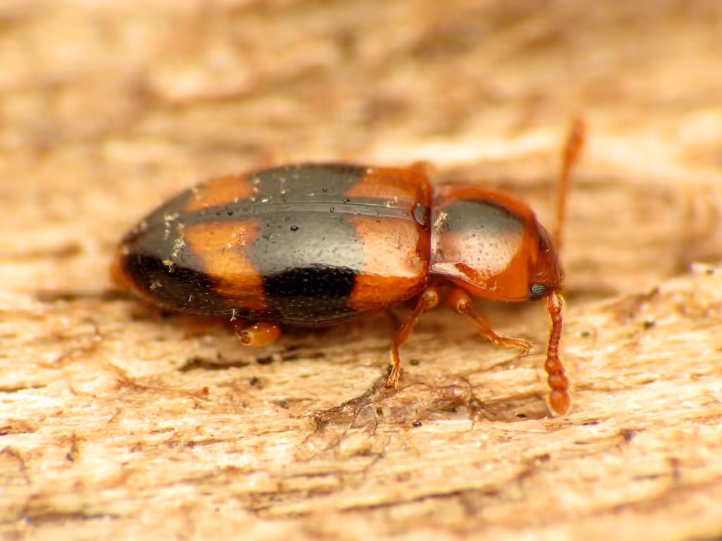 Yellow-banded handsome fungus beetle, Female