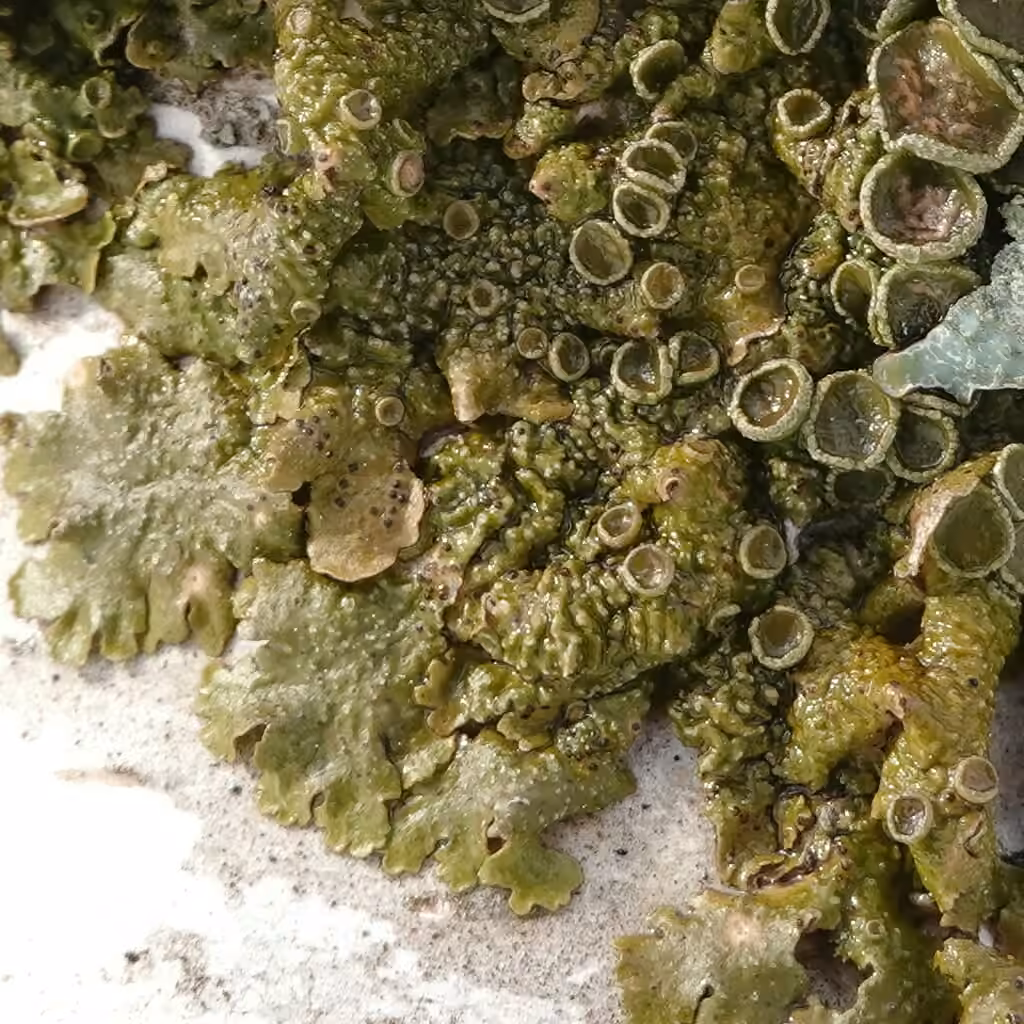 Spotted Camouflage Lichen, photo 3 of 5