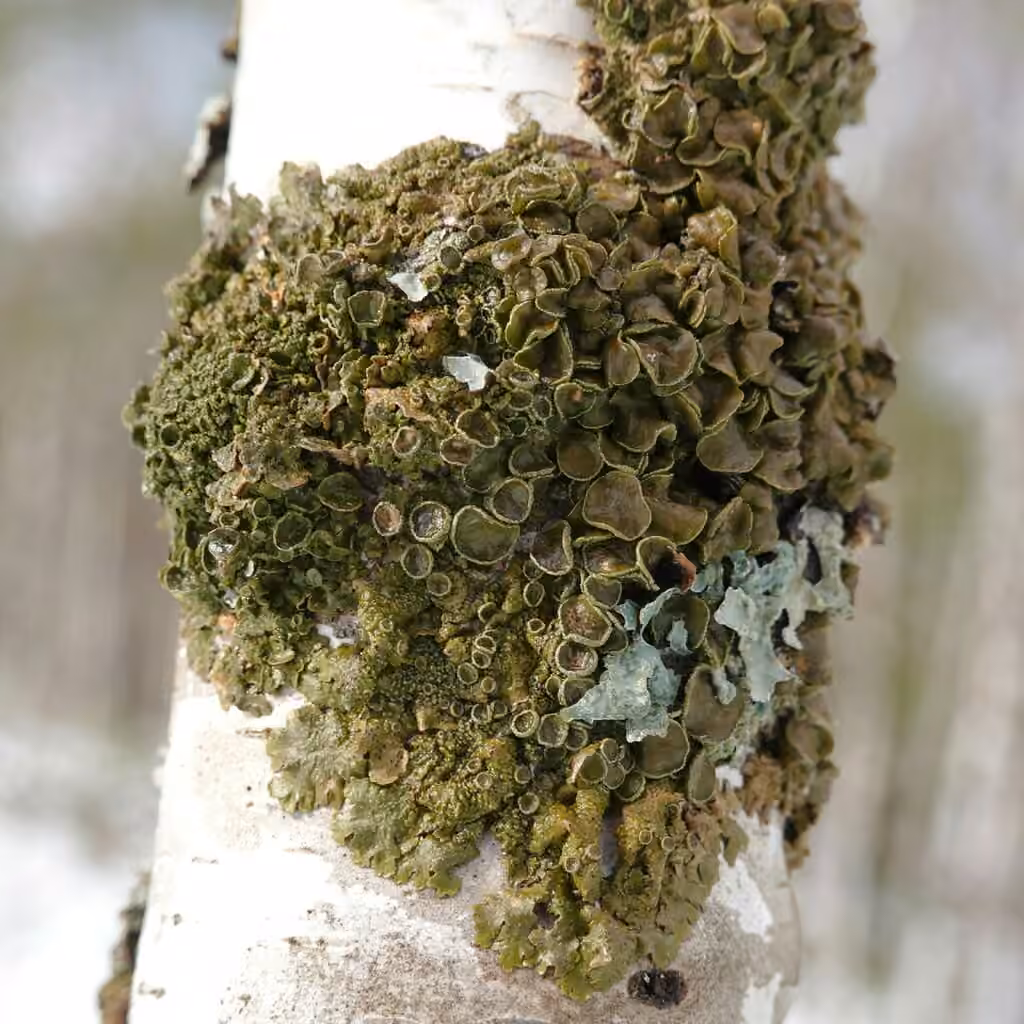 Spotted Camouflage Lichen, photo 2 of 5