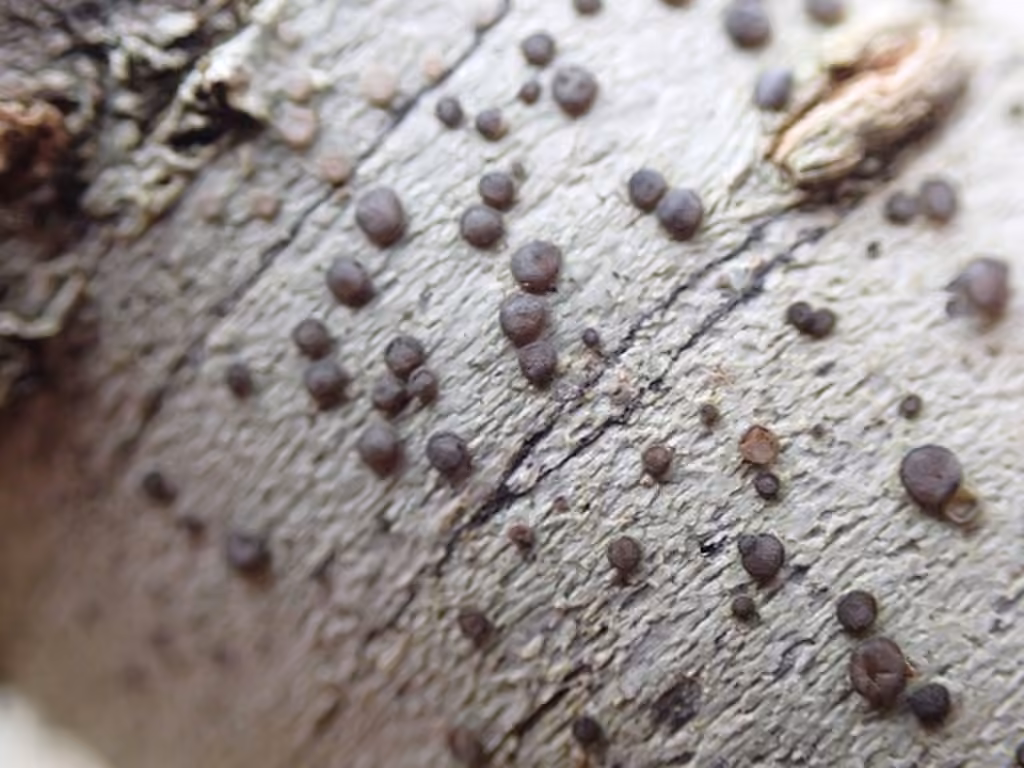 Cliostome de Griffith, photo 1 sur 5