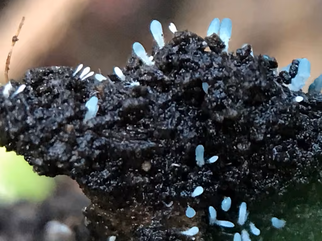 Penicillium vulpinum, photo 2 of 5