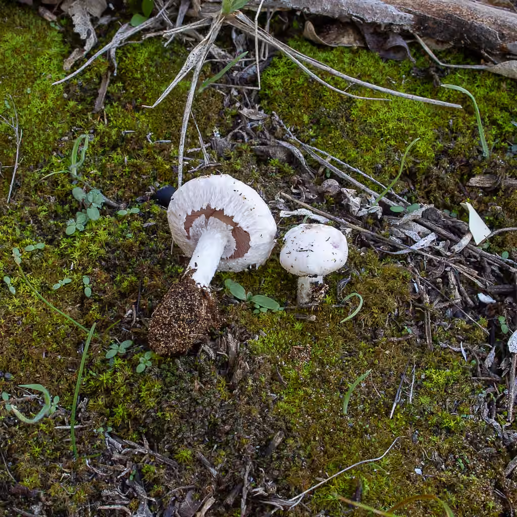Sandy Mushroom, photo 1 of 5