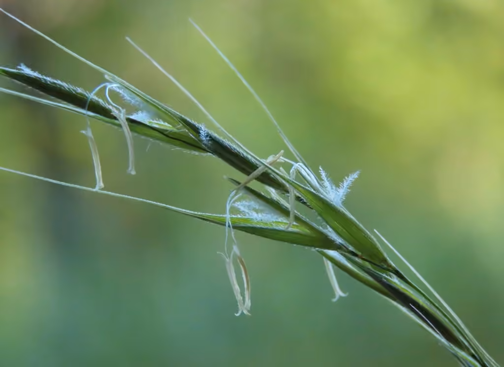 Brachyélytre du Sud, En fleurs
