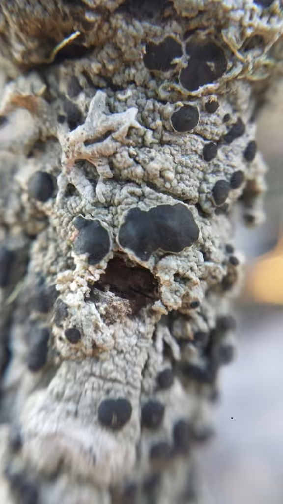 Mycoblastus sanguinarioides