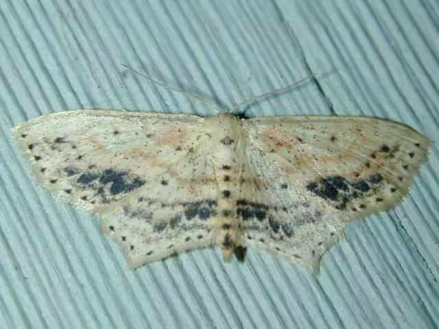Frosted Tan Wave, Adult