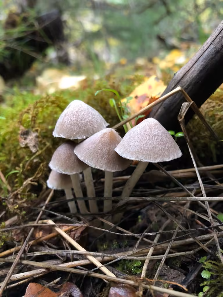 Coprinopsis canoceps, photo 3 sur 5