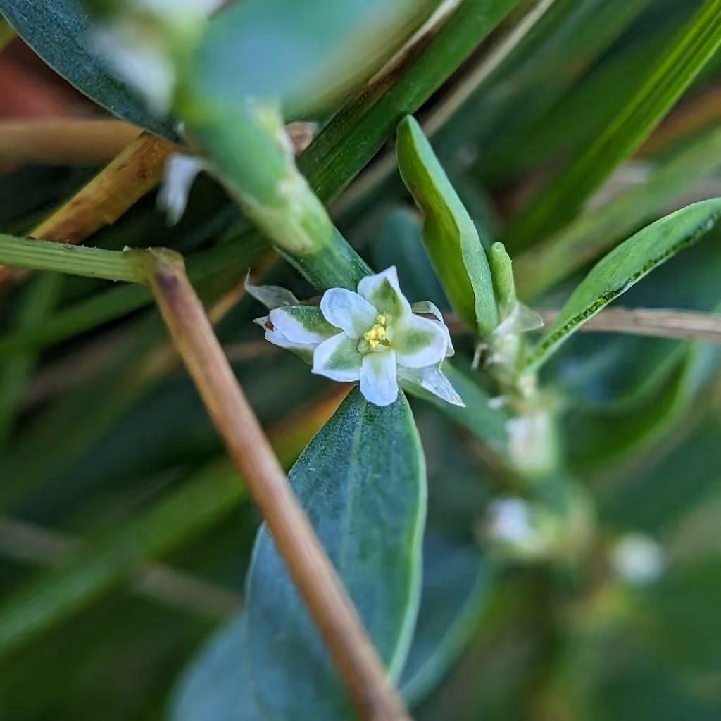 Renouée faux-buis, En fleurs