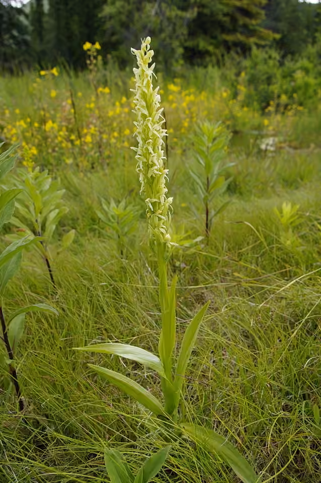 Huron green orchid, In flower