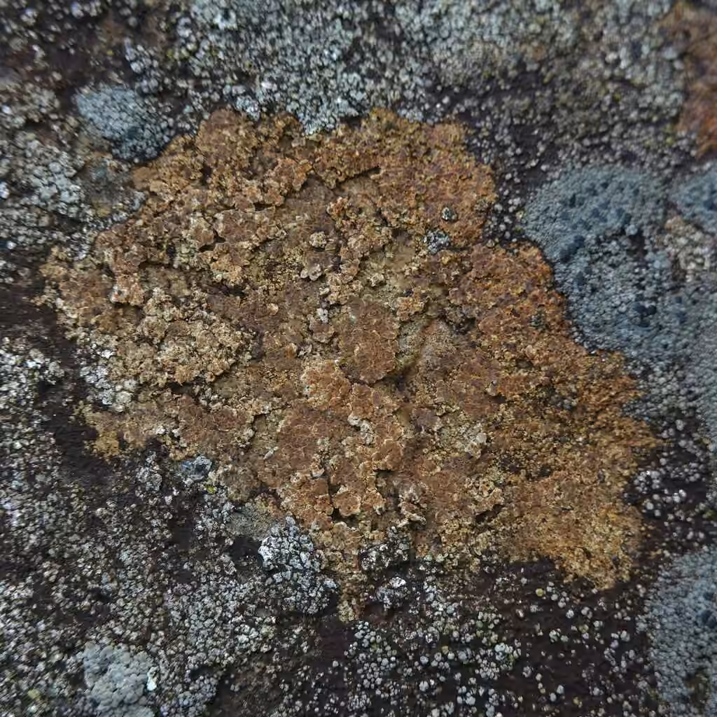 Rusty Brook Lichen, photo 3 of 5