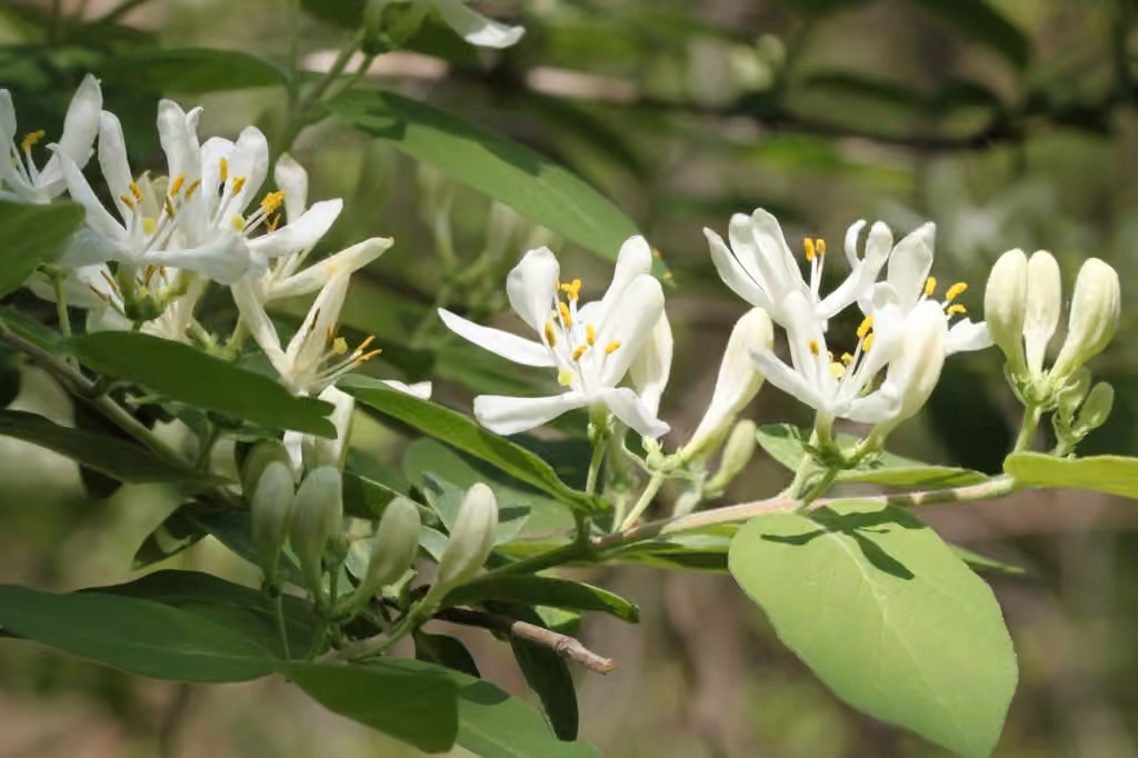 Morrow's honeysuckle