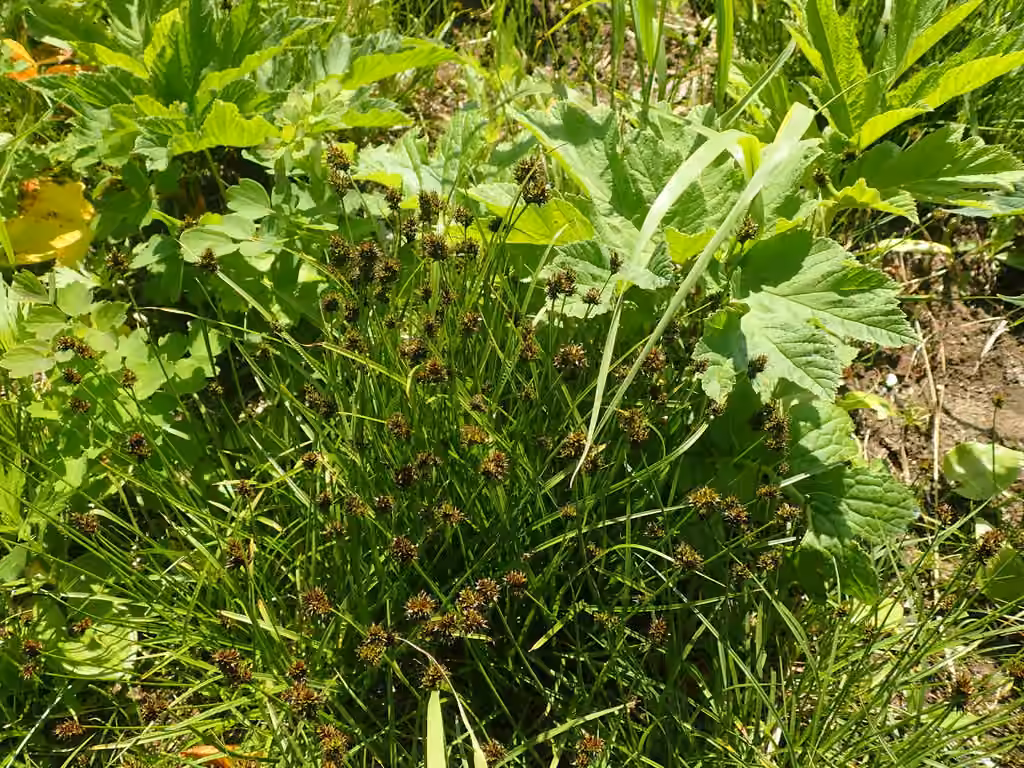 Carex des Malouines, photo 3 sur 5