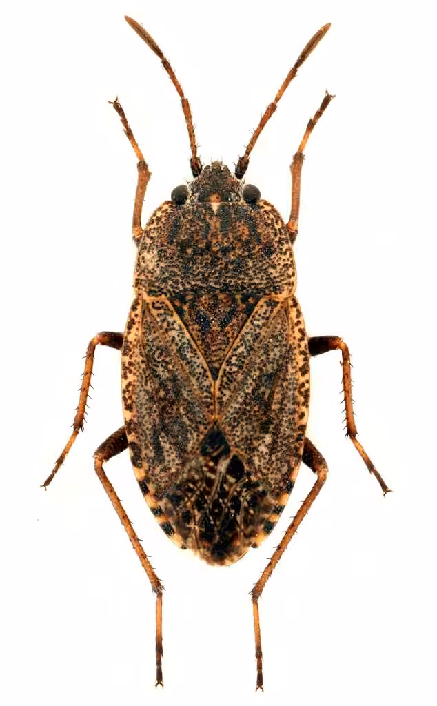 sand bug, photo 3 sur 5
