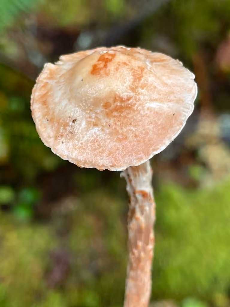 Star Dapperling, photo 1 of 5