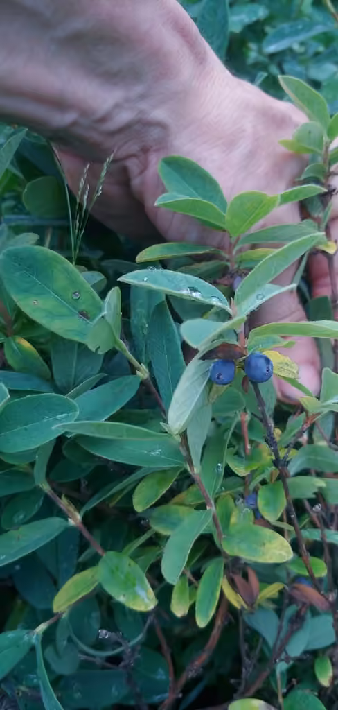 Chèvrefeuille à fruits bleus, En fruits