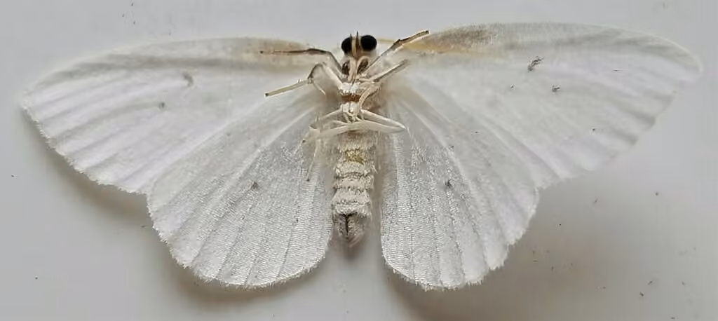Northern Eudeilinia Moth, photo 2 sur 5