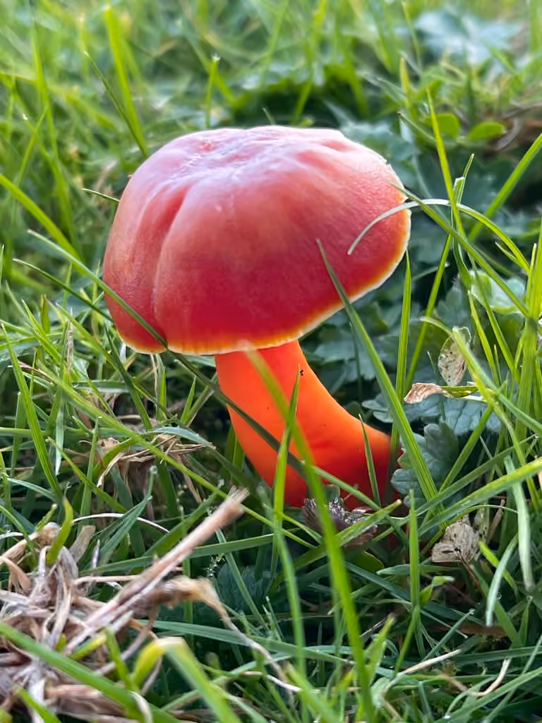 Hygrocybe cochenille, photo 3 sur 5