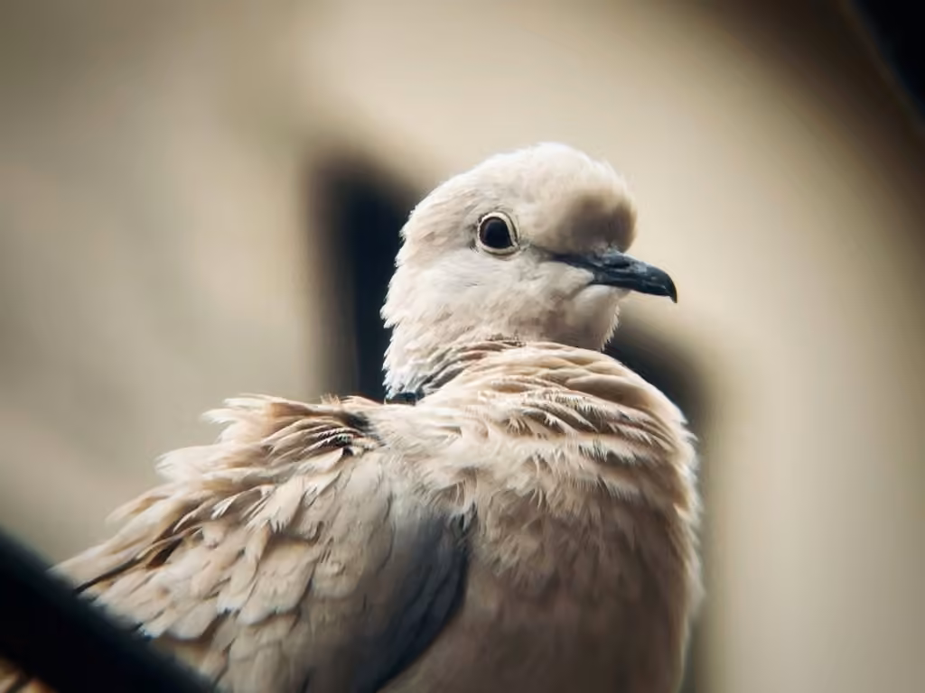 African Collared Dove, photo 3 of 5