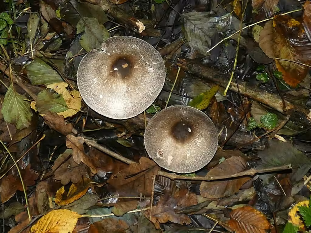 Inky Mushroom, photo 3 of 5