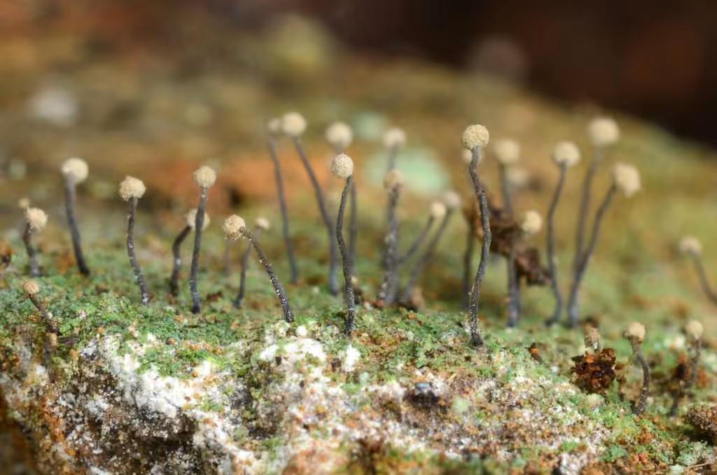 Cybèbe mince