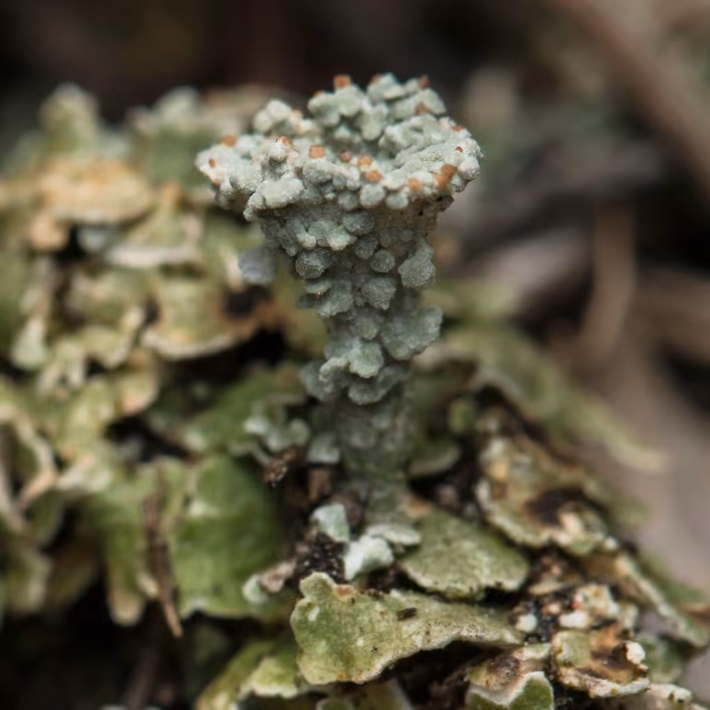 Rosette Pixie-cup Lichen, photo 3 of 5