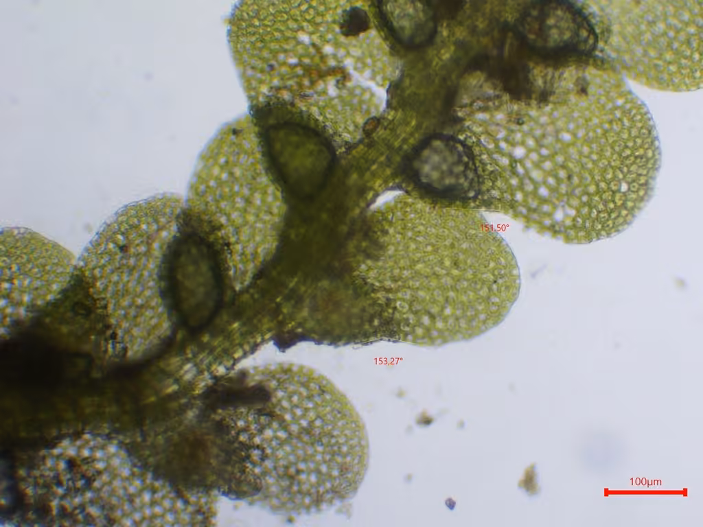 Western Pouncewort, photo 3 of 5
