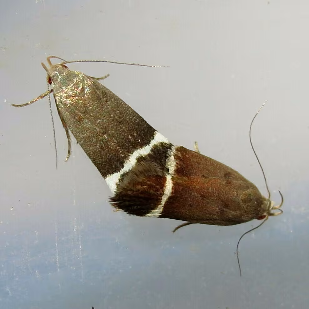 Agrimony Anacampsis Moth, Adulte