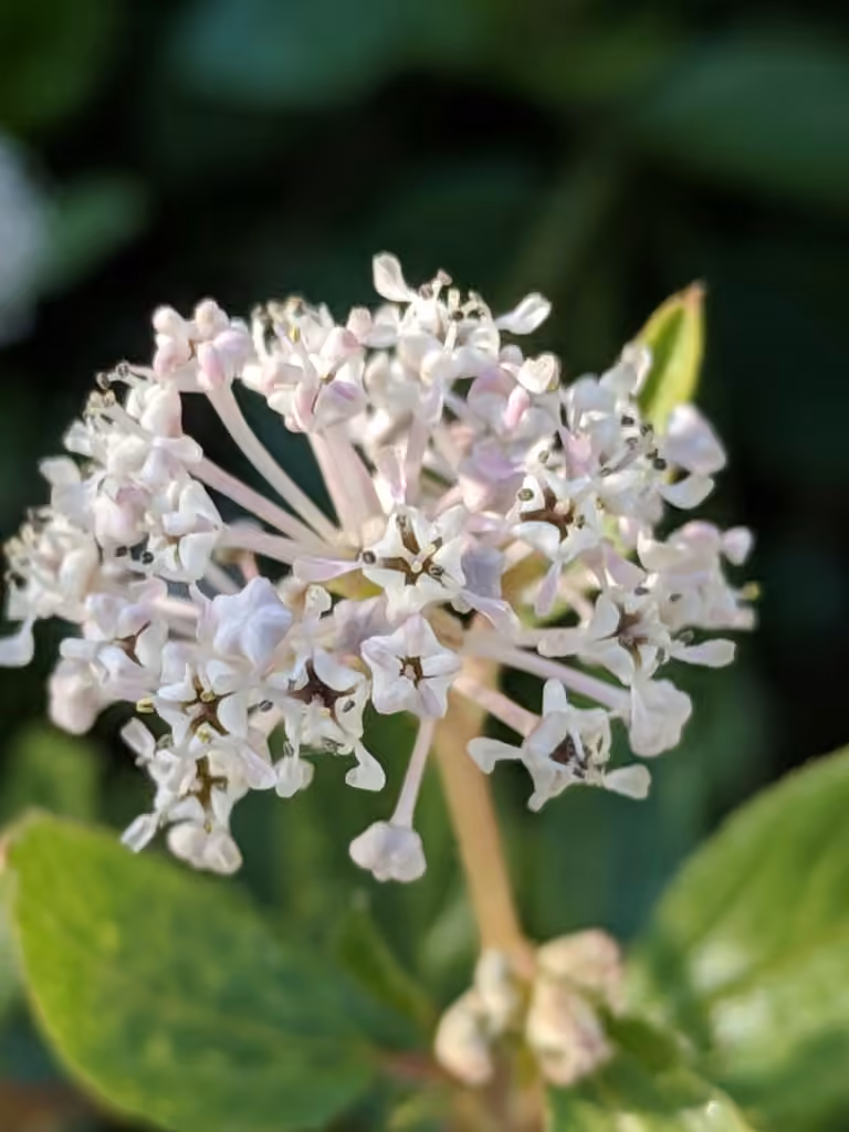 Prairie redroot, In flower
