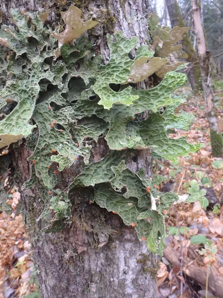 Lichen pulmonaire, photo 3 sur 5
