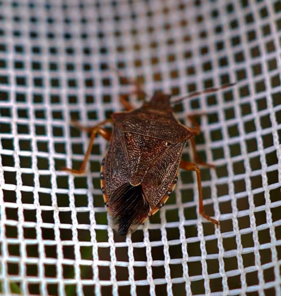 Podise à courte épine, Mâle