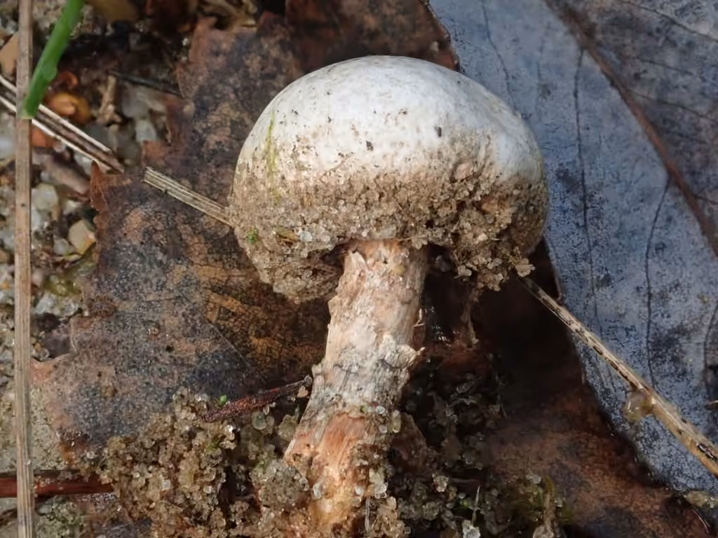 Tulostome fimbrié