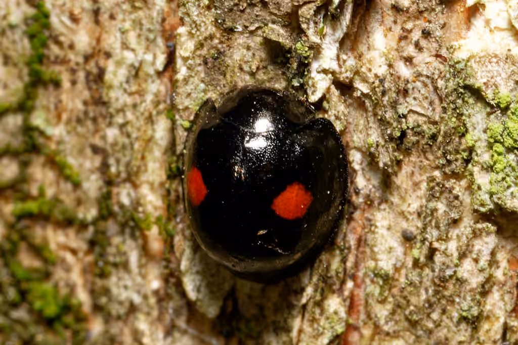 Coccinelle stigma, photo 2 sur 5