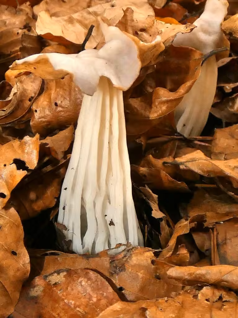 White Saddle, photo 3 of 5