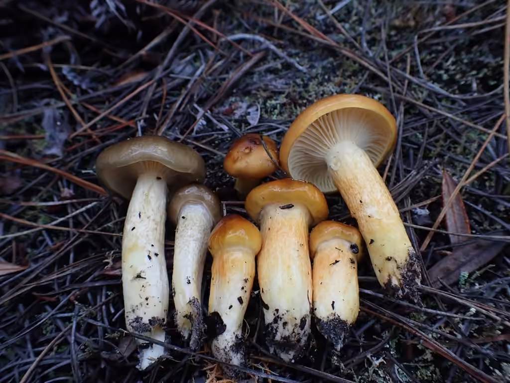 Hygrophorus boyeri, photo 1 sur 5