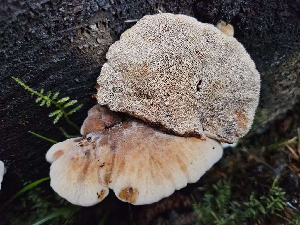 Amylocystis lapponica, photo 2 sur 5