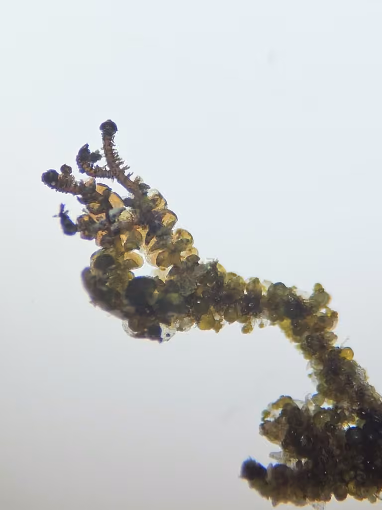 Austin’s scalewort, photo 3 of 5