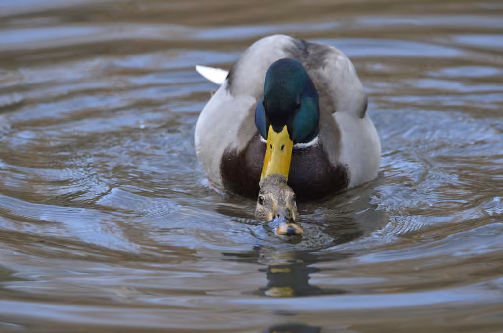 Canard colvert, Femelle