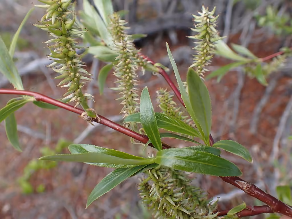 Littletree willow, In flower