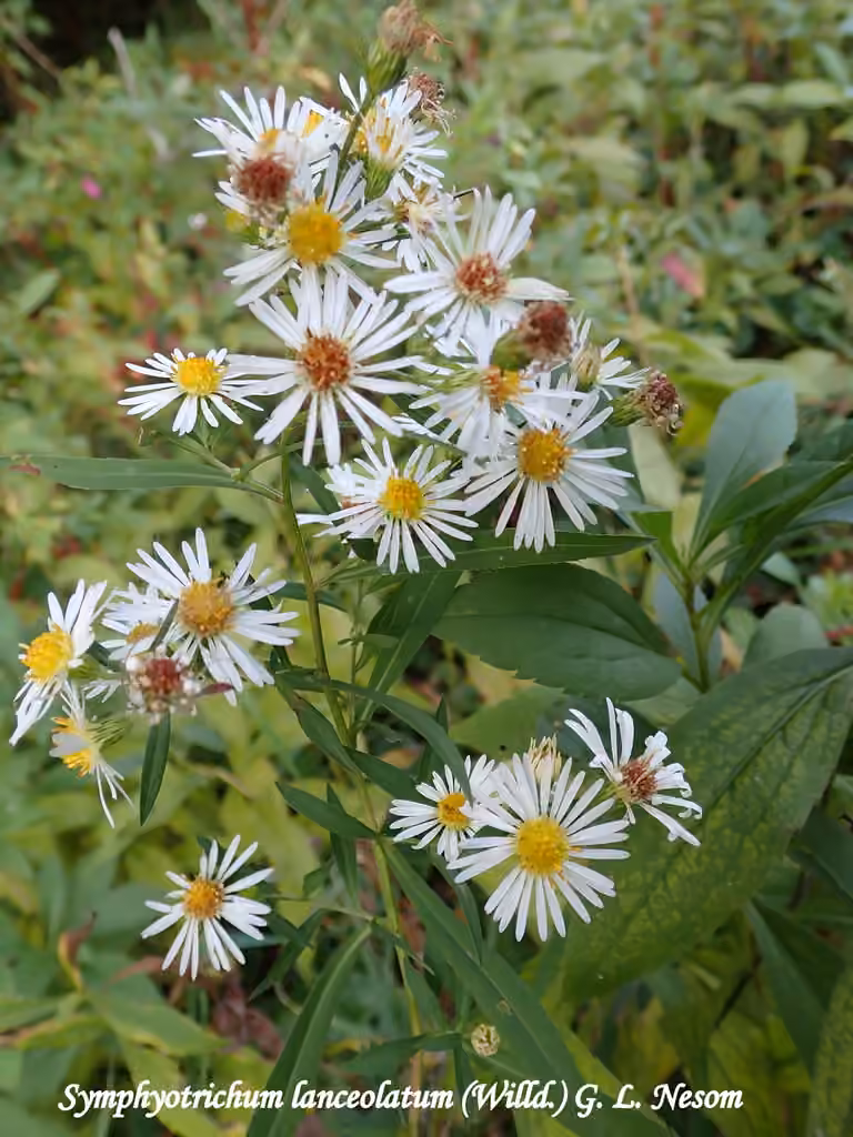 White panicle aster